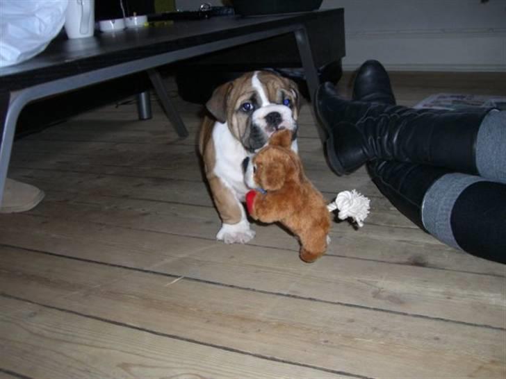 Engelsk bulldog Alfred billede 2