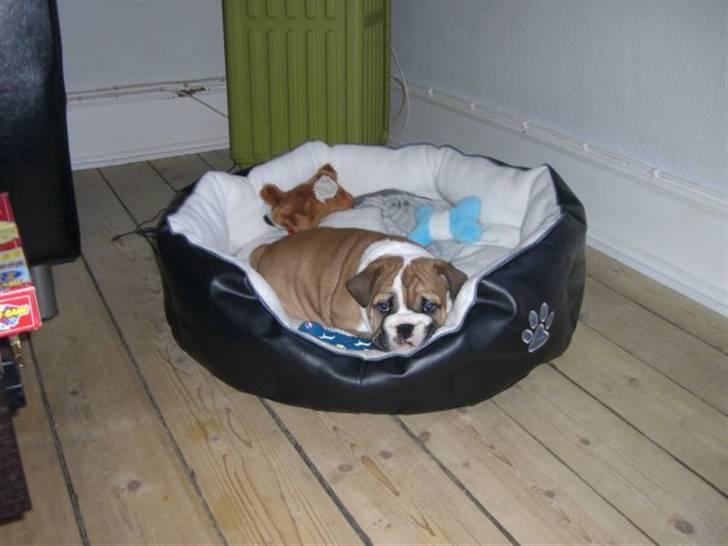 Engelsk bulldog Alfred billede 3