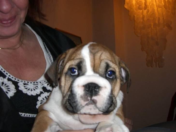 Engelsk bulldog Alfred billede 4