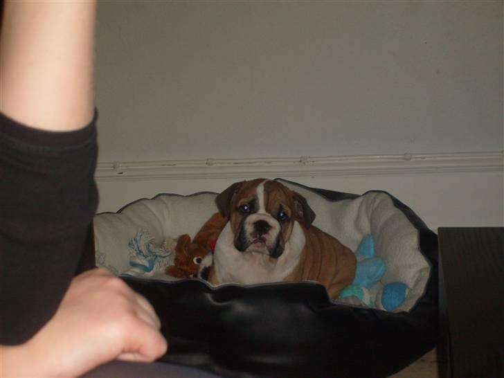 Engelsk bulldog Alfred billede 5