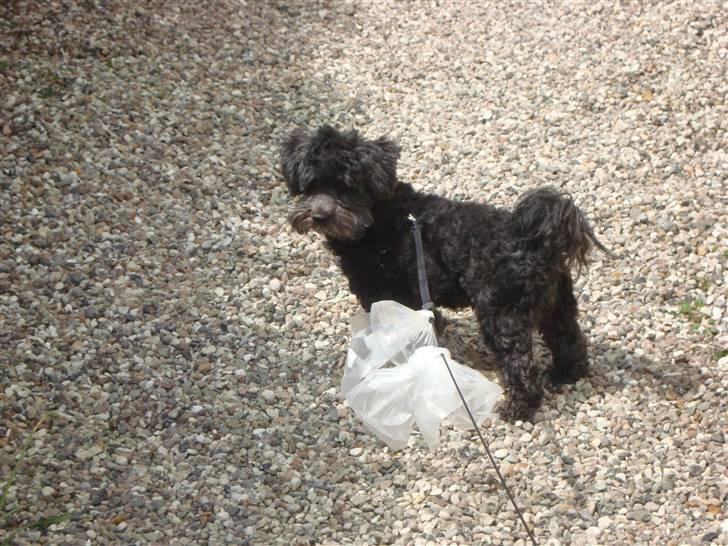 Bichon havanais Pretty Bears' Femme Soffi - By: T.E.Ø billede 15