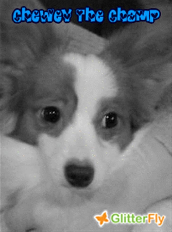 Papillon Chewey (himmelhund) billede 1