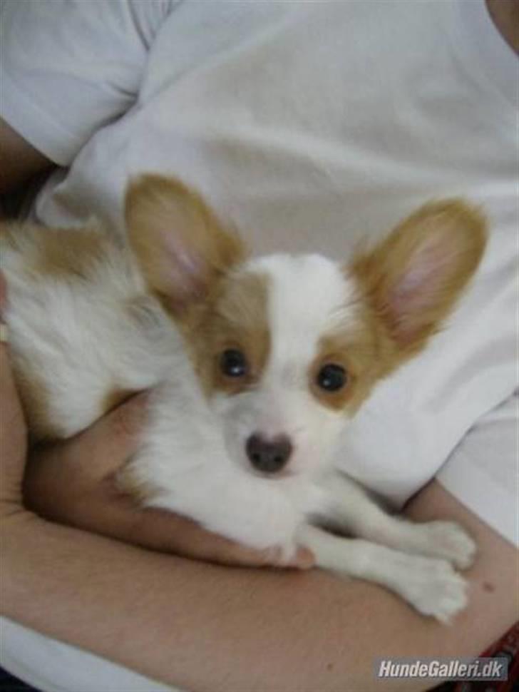 Papillon Chewey (himmelhund) - Chewey som hvalp  billede 2