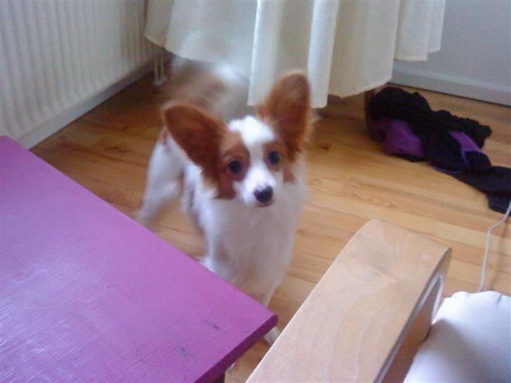 Papillon Chewey (himmelhund) billede 3