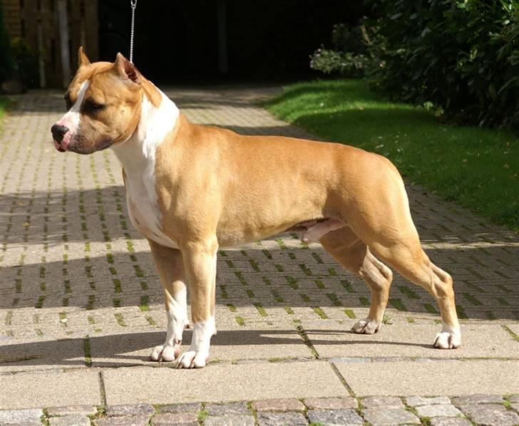 Amerikansk staffordshire terrier A Ch.Lobotown Fatboy billede 1