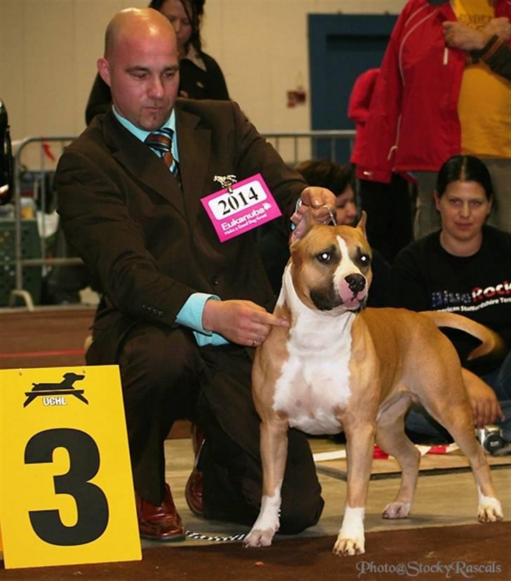 Amerikansk staffordshire terrier A Ch.Lobotown Fatboy billede 2