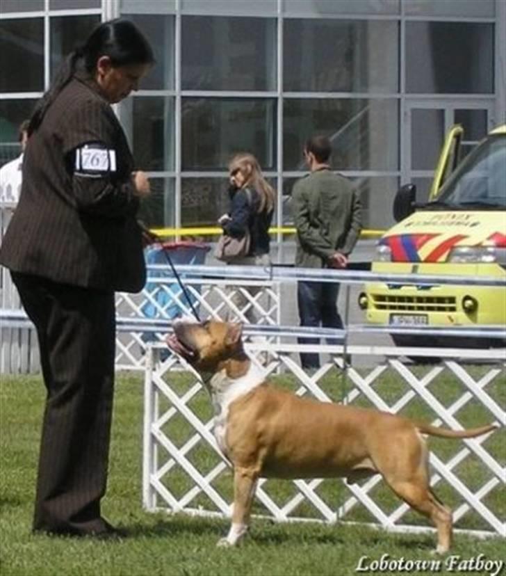 Amerikansk staffordshire terrier A Ch.Lobotown Fatboy billede 3