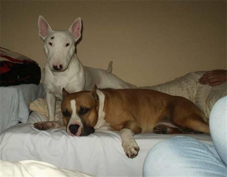 Amerikansk staffordshire terrier A Ch.Lobotown Fatboy billede 4