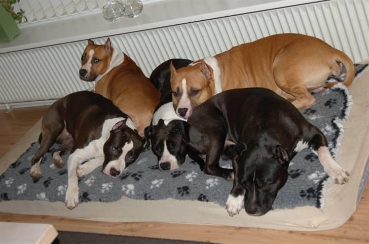 Amerikansk staffordshire terrier A Ch.Lobotown Fatboy billede 5