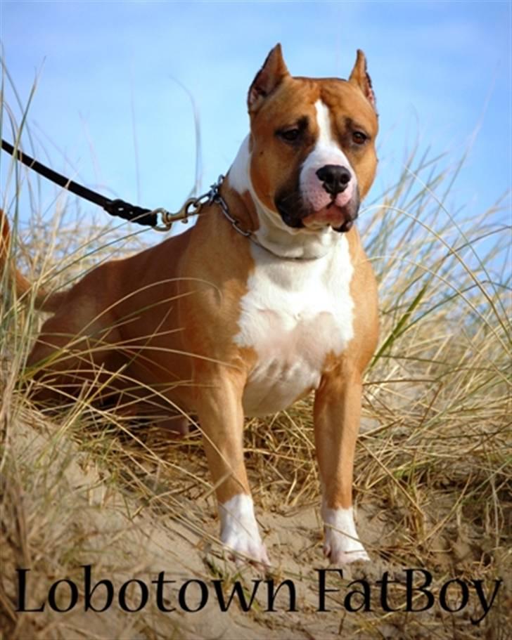 Amerikansk staffordshire terrier A Ch.Lobotown Fatboy billede 6