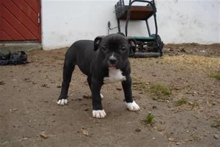 Blanding af racer muss billede 1