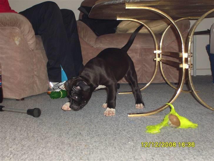 Blanding af racer muss billede 2