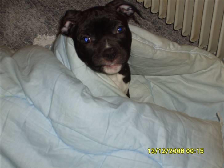 Blanding af racer muss billede 3