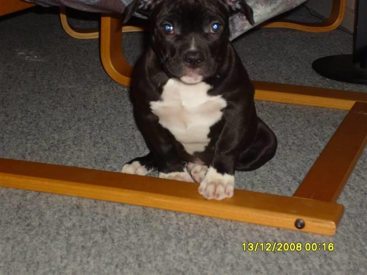 Blanding af racer muss billede 4