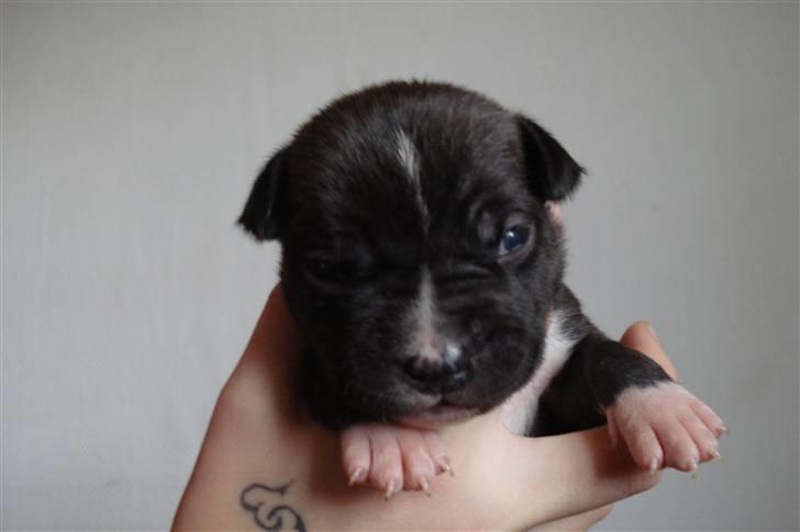 Blanding af racer muss billede 5