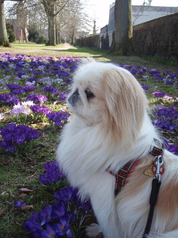 Pekingeser Hamtaro - Blomsterbilled af smuksakken.. Smiler.. Forår 2010.. billede 10