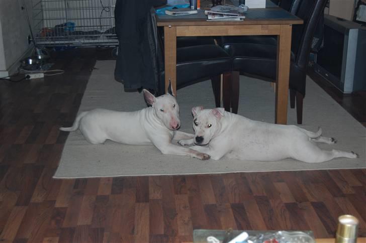 Bullterrier DKCH Joey 5/10-2007 30/9-2011 - Flad ud billede 14