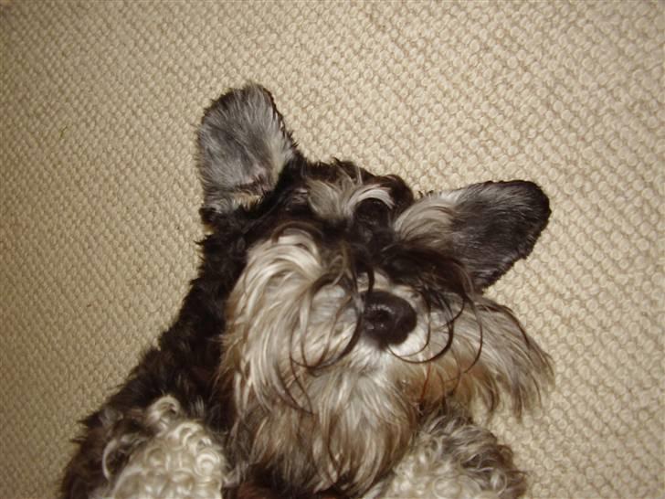 Dvaergschnauzer Ozzy - hehe billede 9