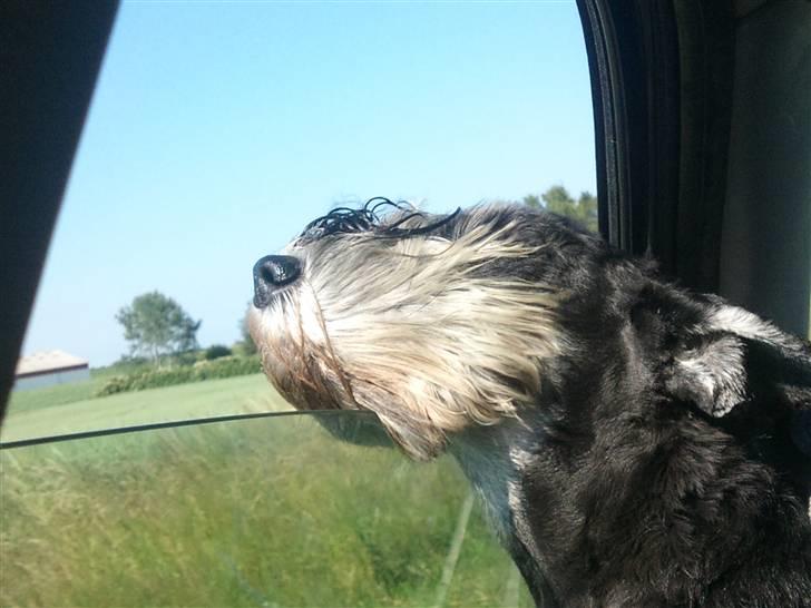 Dvaergschnauzer Ozzy - ozzy med hovedet ude af bil vinduet. billede 10