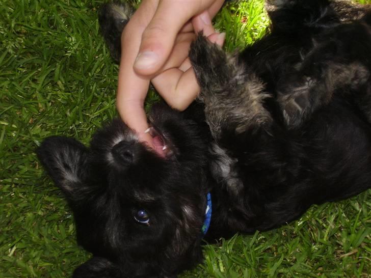 Dvaergschnauzer Ozzy - ozzy 10 uger gammel billede 11