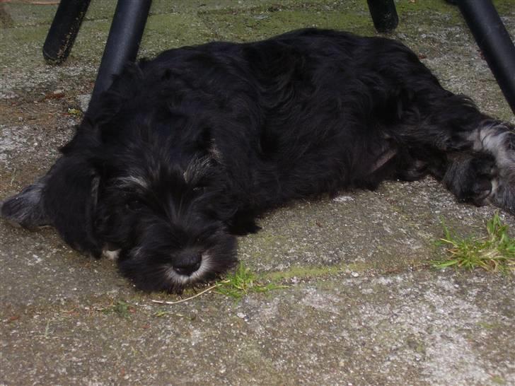 Dvaergschnauzer Ozzy - 10 uger billede 12