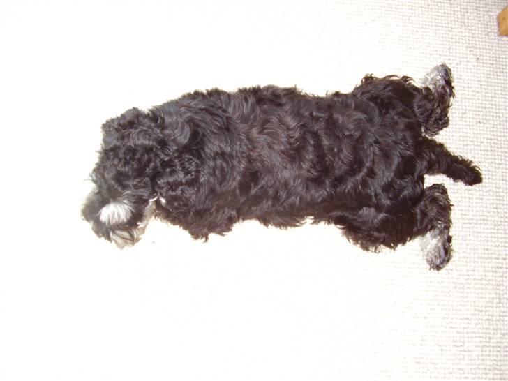 Dvaergschnauzer Ozzy - dejlig dække stilling billede 14