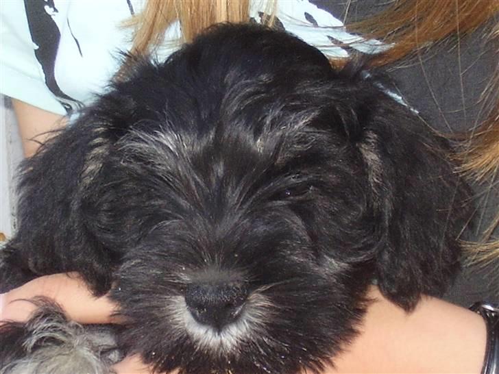 Dvaergschnauzer Ozzy - dejlig :) billede 15