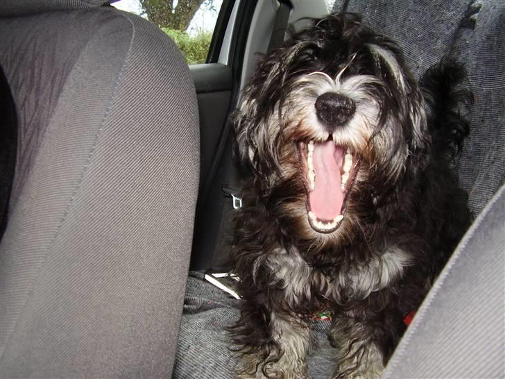 Dvaergschnauzer Ozzy - se mine fine tænder.. <3 billede 16