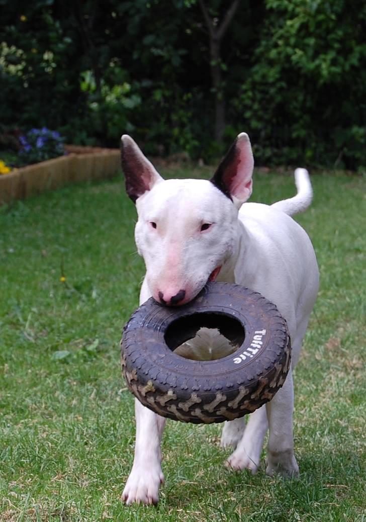 Bullterrier DKCH Joey 5/10-2007 30/9-2011 - Dæk Dæk billede 15