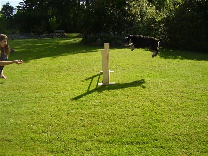 Dvaergschnauzer Ozzy - hov.. jeg hoppede vist lidt for tidligt :) billede 17