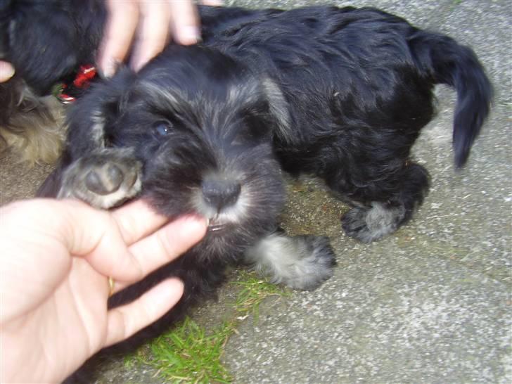 Dvaergschnauzer Ozzy billede 18