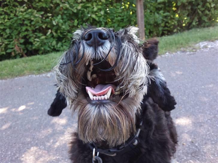 Dvaergschnauzer Ozzy - hej hej. billede 19
