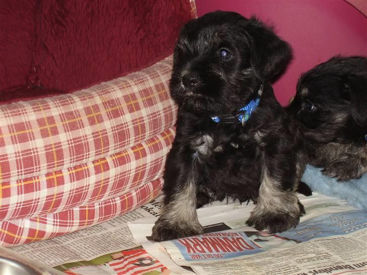 Dvaergschnauzer Ozzy - 6 uger gammel billede 20