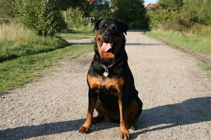 Rottweiler Taija billede 14
