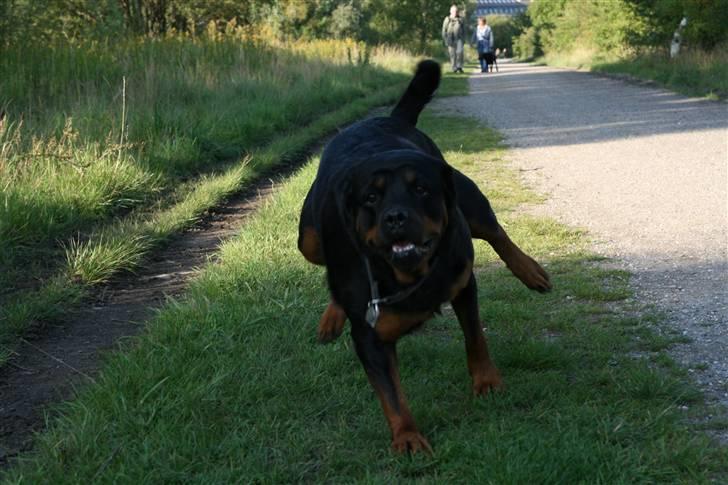 Rottweiler Taija - LØB TAIJA LØØØØB !! ;D <3 billede 15