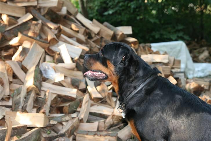 Rottweiler Taija - masser af træ! :D billede 17