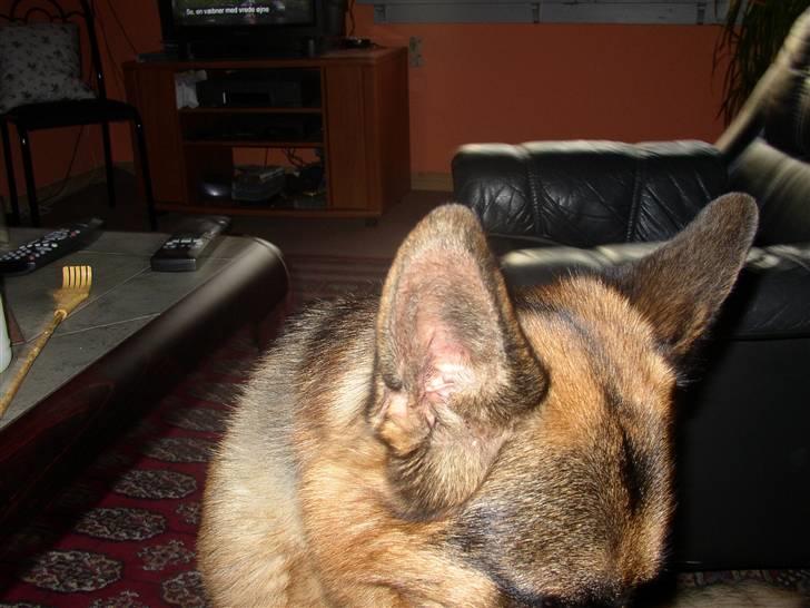 Schæferhund Chivas, RIP billede 11