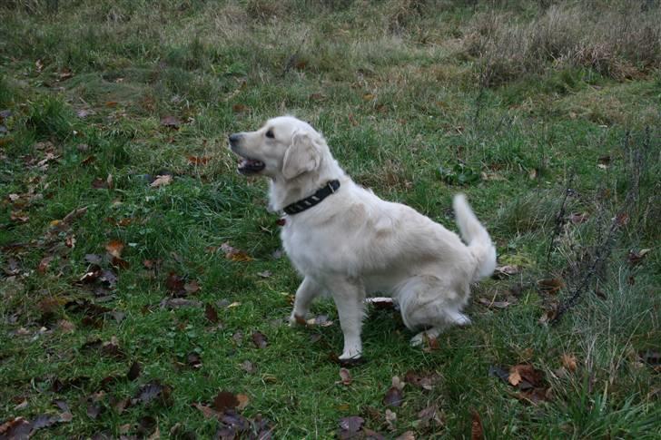 Golden retriever Bella - jeg sidder.. får jeg så ikke noget? billede 6