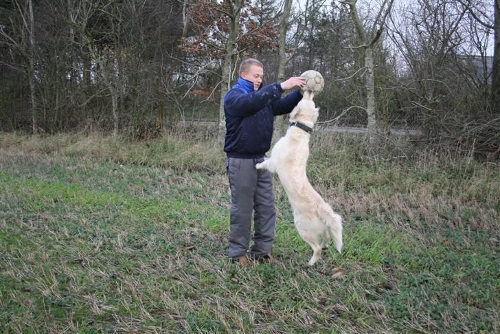 Golden retriever Bella - far giv mig nu den bold.. billede 7