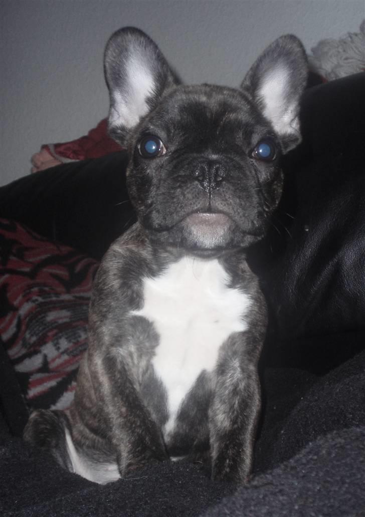 Fransk bulldog Rocko - Rocko 14 uger billede 8