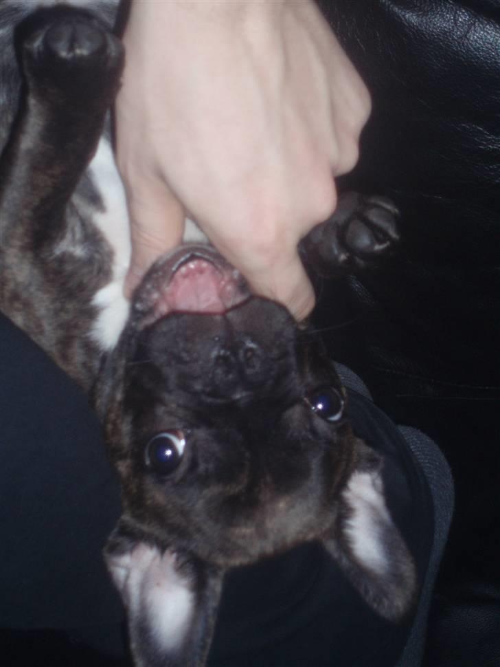 Fransk bulldog Rocko - Rocko 14 uger billede 9