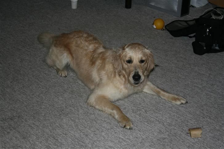 Golden retriever Bella - jep. jeg kan godt ligge fint. billede 8