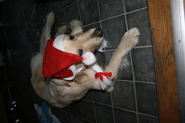 Golden retriever Bella - jul.. sikke tosset jeg skal have sådan noget på hovedet. billede 9