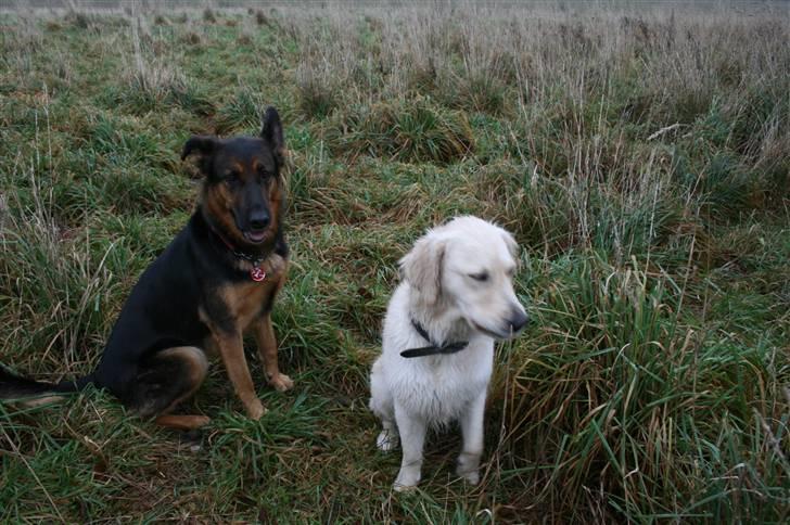 Golden retriever Bella - jeg sidder fint sammen med rolfi billede 10
