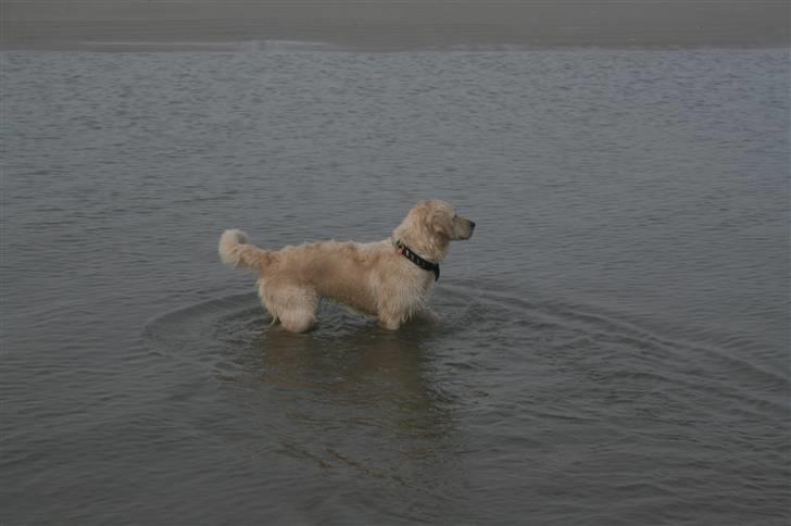 Golden retriever Bella - hmm. hvor blev den fugl nu af? billede 11
