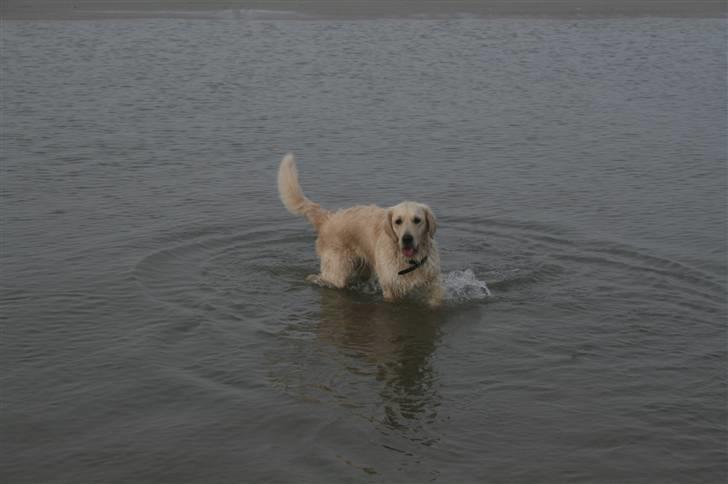 Golden retriever Bella billede 12