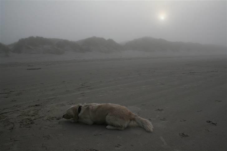 Golden retriever Bella - rulle rulle rulle... billede 13