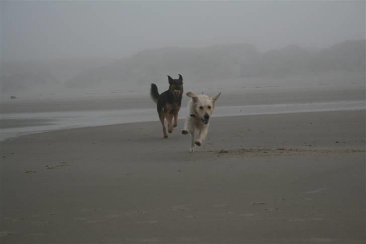 Golden retriever Bella billede 15