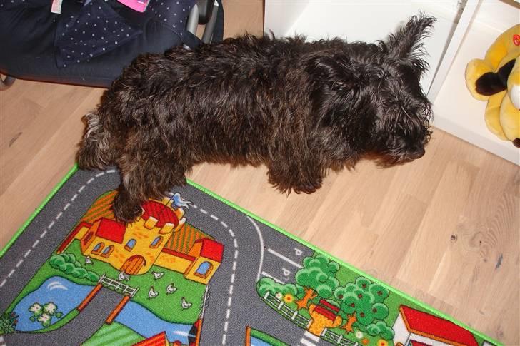 Cairn terrier Freja billede 18