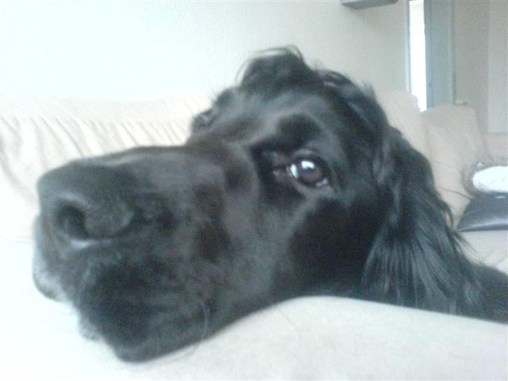 Cocker spaniel Felix billede 14